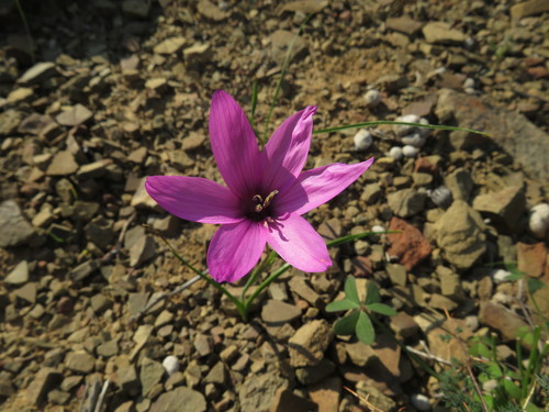 Geissorhiza cantharophila