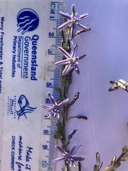 Caesia parviflora vittata