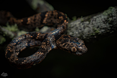 Cloudy Snail-Eating Snake photo 3