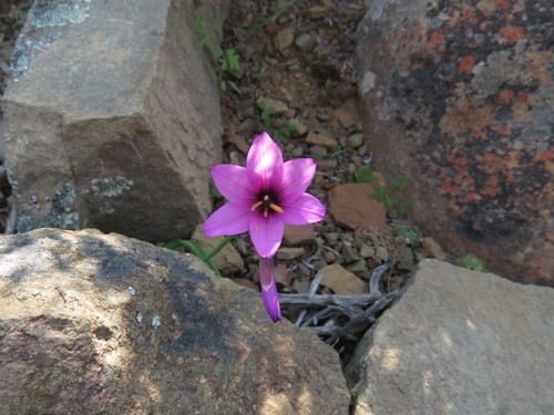 Geissorhiza cantharophila