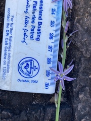 Caesia parviflora vittata