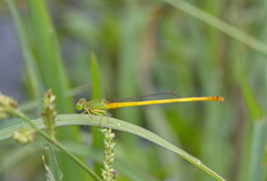 Ceriagrion indochinense