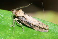 Atomotricha isogama