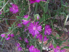 Drosanthemum karrooense