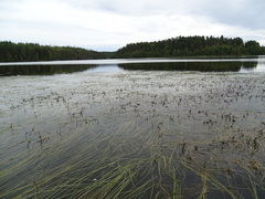 Sparganium gramineum