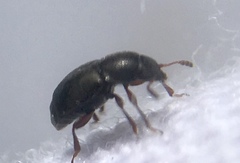 Brachypterus urticae