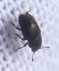 Brachypterus urticae