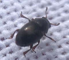 Brachypterus urticae