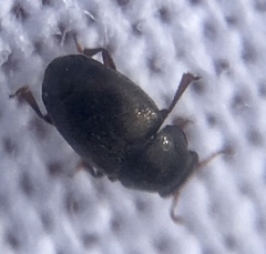 Brachypterus urticae