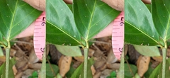 Magnoliopsida