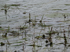 Sparganium gramineum