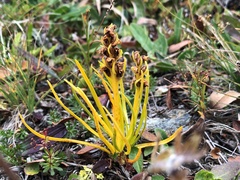 Chamorchis alpina