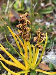 Chamorchis alpina
