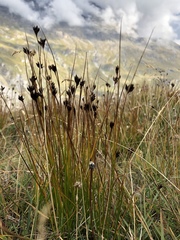 Juncus jacquinii