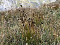 Juncus jacquinii