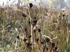 Juncus jacquinii