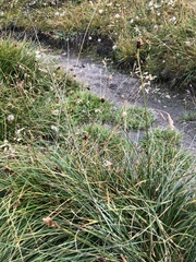 Carex foetida