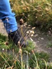 Carex foetida