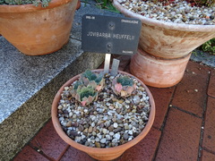 Sempervivum heuffelii
