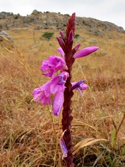 Watsonia pulchra image