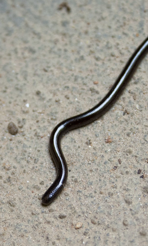 Bootlace Snake, Indotyphlops braminus