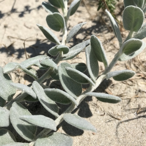 Convolvulus persicus