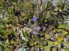 Gentianopsis holopetala