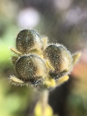 Veronica bellidioides