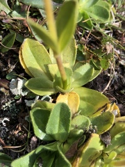 Veronica bellidioides