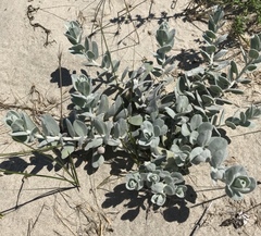Convolvulus persicus