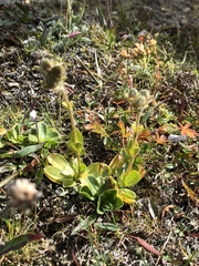 Veronica bellidioides