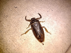 Lethocerus angustipes