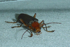 Pacificanthia consors