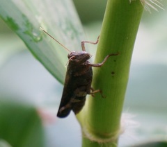 Apalacris varicornis
