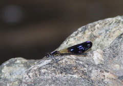 Aristocypha fenestrella