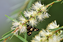 Amata trigonophora