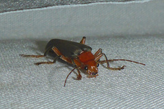 Pacificanthia consors