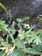 Descurainia tanacetifolia