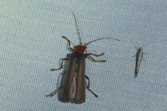 Pacificanthia consors