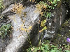 Descurainia tanacetifolia