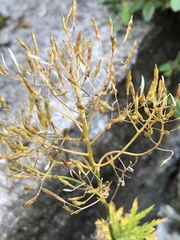 Descurainia tanacetifolia