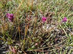 Castilleja lemmonii