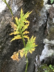 Descurainia tanacetifolia