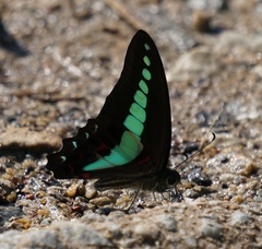 Graphium sarpedon luctatius