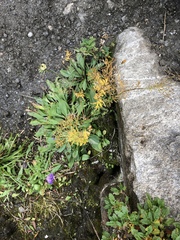 Descurainia tanacetifolia