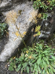 Descurainia tanacetifolia