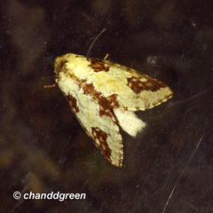 Neodrymonia taipoensis