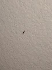 Lepisma