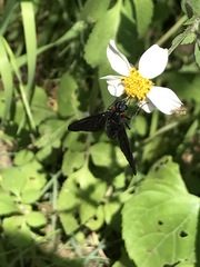 Cyananthrax cyanopterus