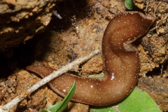 Australopacifica spectabilis